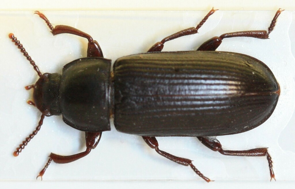 Yellow Mealworm Beetle