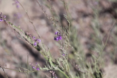 Linaria purpurea