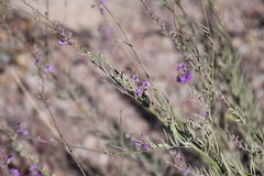 Linaria purpurea