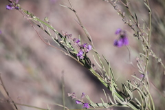 Linaria purpurea