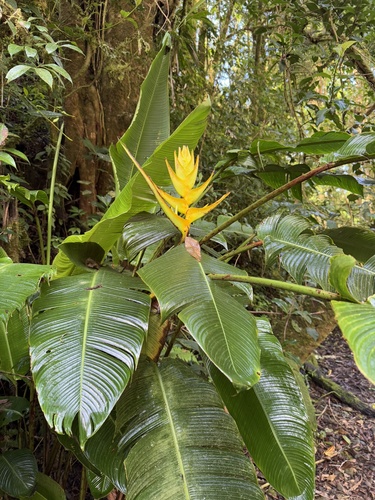 Heliconia lankesteri, photograph 3