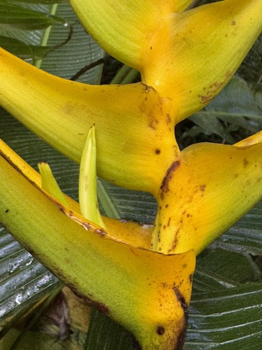 Heliconia lankesteri, photograph 4