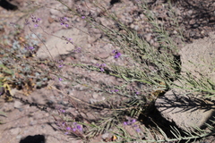 Linaria purpurea