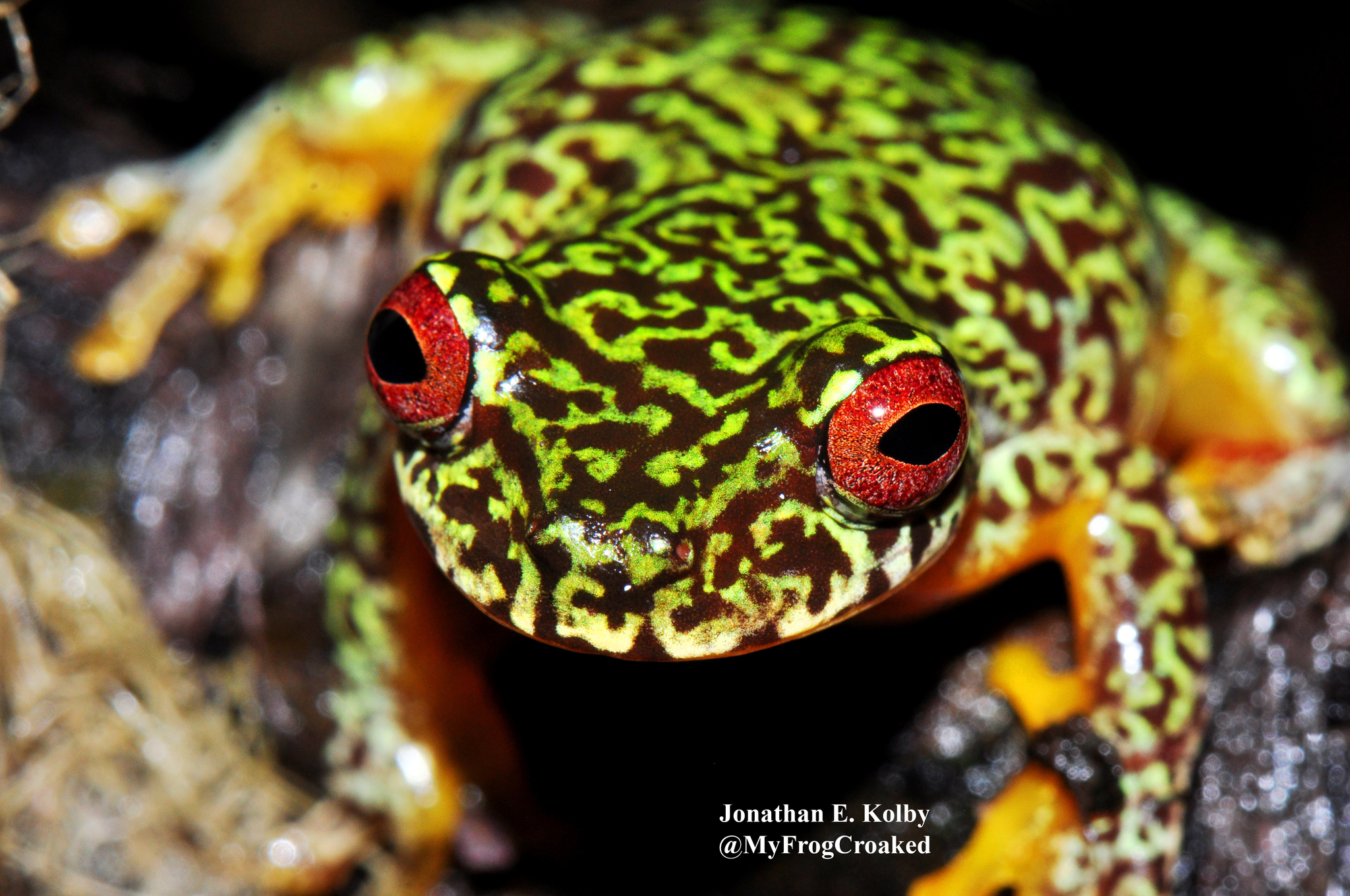 Copan brook frog (Duellmanohyla soralia) · iNaturalist