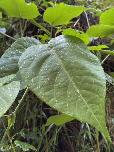 Passiflora ligularis