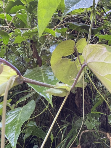 Passiflora ligularis