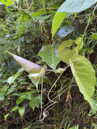 Passiflora ligularis