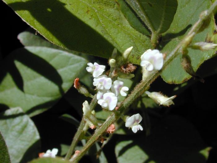 Neonotonia