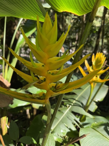 Heliconia lankesteri, photograph 2