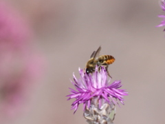 Megachilidae