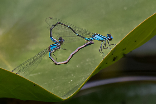 Skimming Bluet photo 6