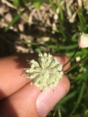 Astrantia minor