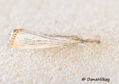 Agriphila plumbifimbriellus