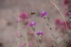 Megachilidae