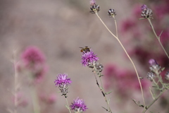 Megachilidae
