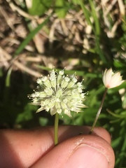 Astrantia minor
