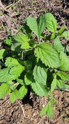 iNaturalist observation photo of western vervain