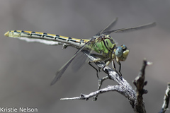 Ophiogomphus morrisoni