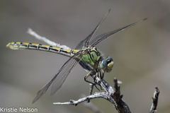Ophiogomphus morrisoni