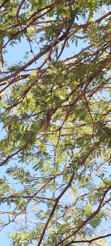 Image of Vachellia aroma by (c) Lauu, some rights reserved (CC BY)