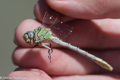 Ophiogomphus morrisoni