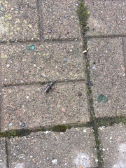 Monochamus maculosus