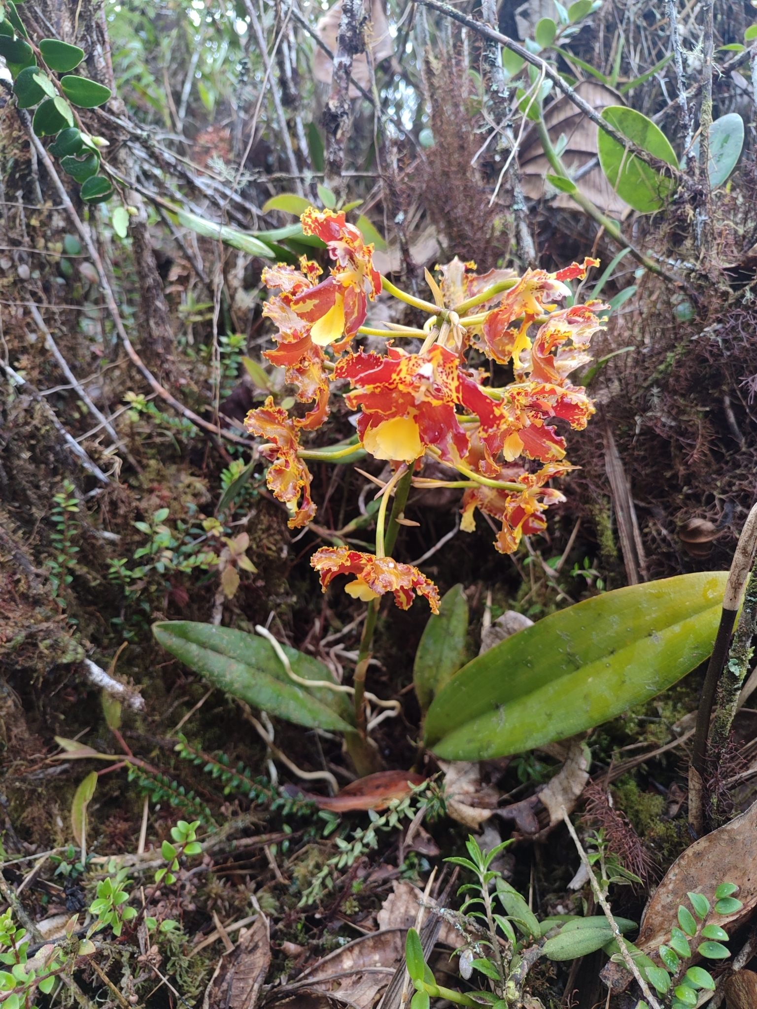 Cyrtochilum weberbauerianum (Kraenzl.) Dalström