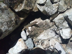 Archaeolacerta bedriagae