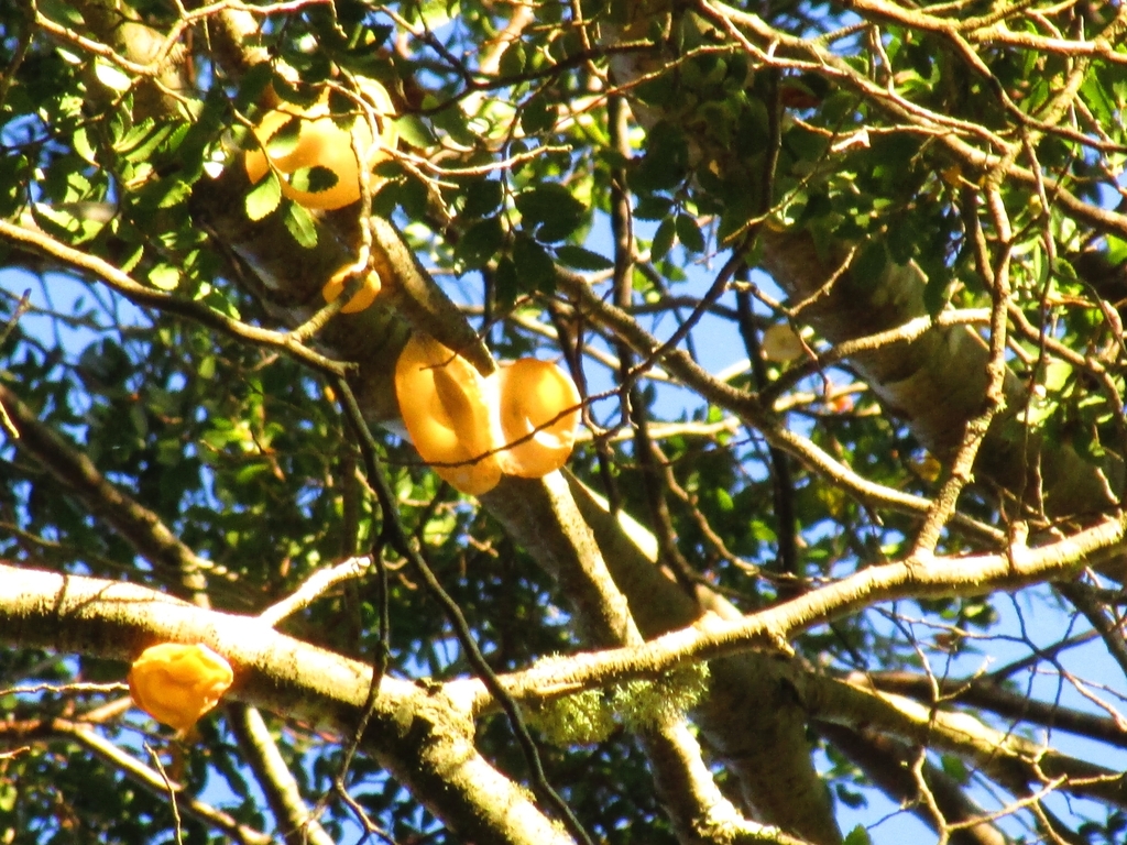 Gloeosoma vitellinum · May 2020 · photo: © cat_delmar (iNaturalist, CC)