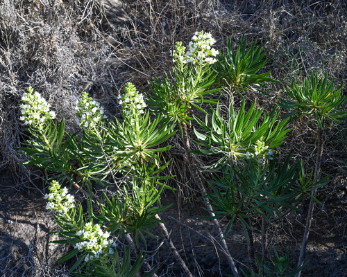Echium decaisnei, photograph 6