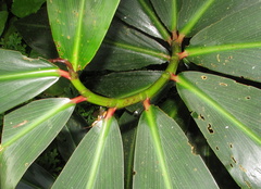 Costus laevis