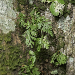 Davallia denticulata