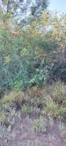 Image of Vachellia aroma by (c) Lauu, some rights reserved (CC BY)
