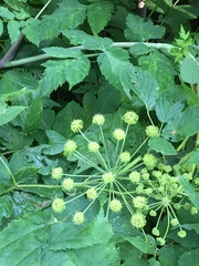 Angelica triquinata