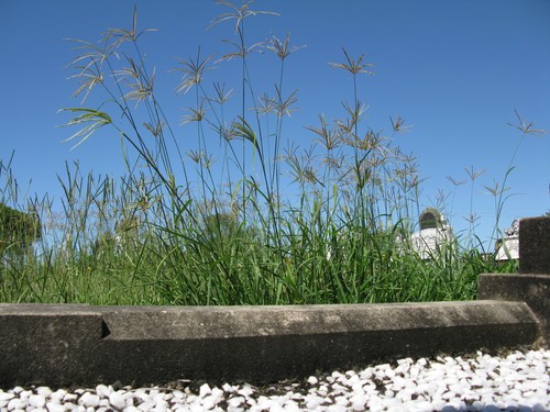 Chloris gayana