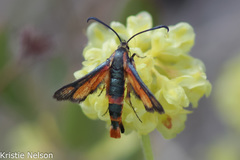 Synanthedon polygoni