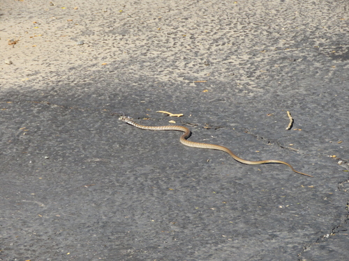 iNaturalist observation photo of Red Coachwhip