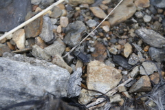 Thanatophilus lapponicus