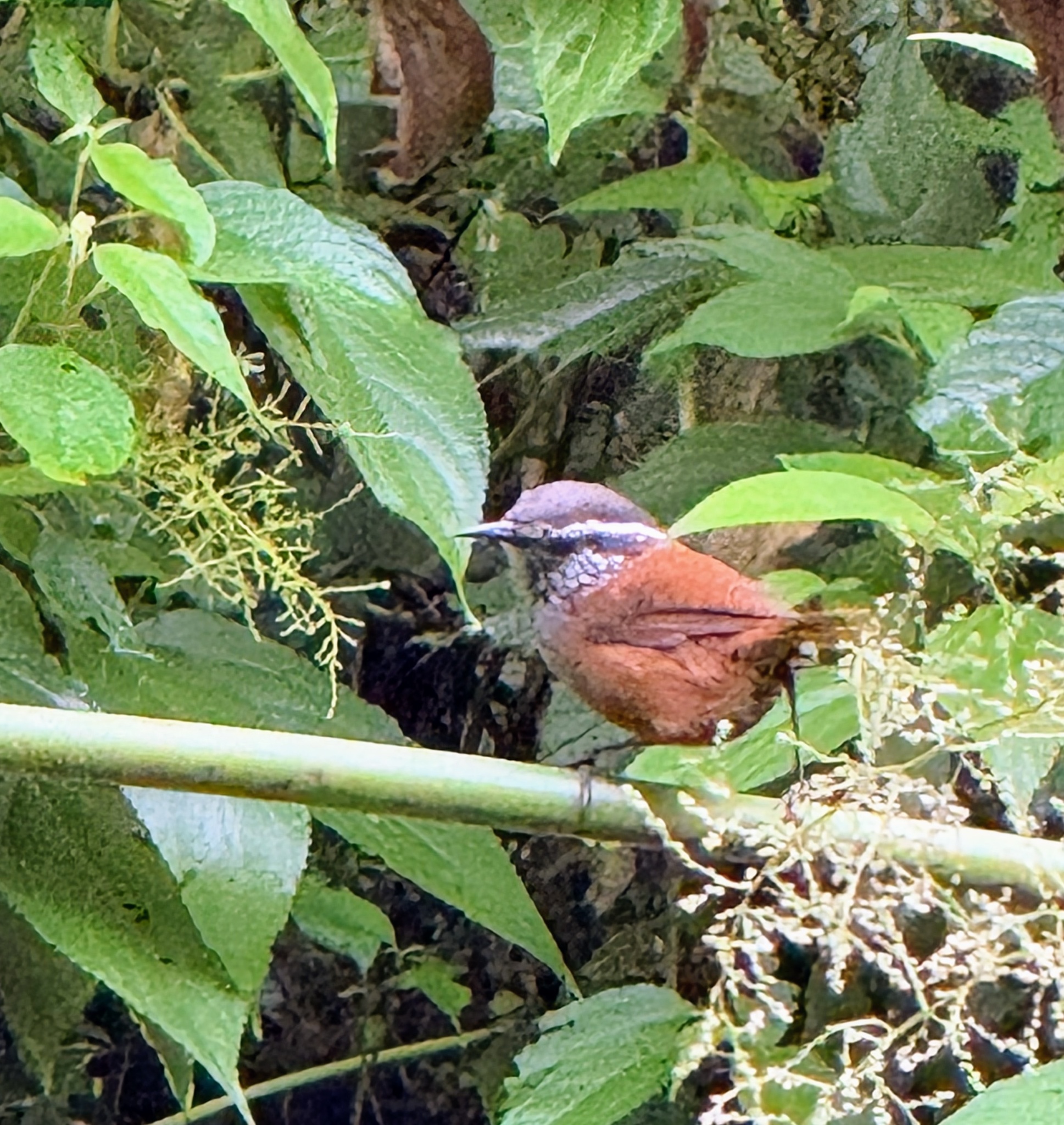Grey-breasted Wood Wren (Henicorhina leucophrys), photo 2