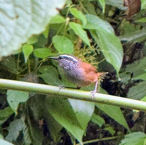 Grey-breasted Wood Wren (Henicorhina leucophrys), photo 8