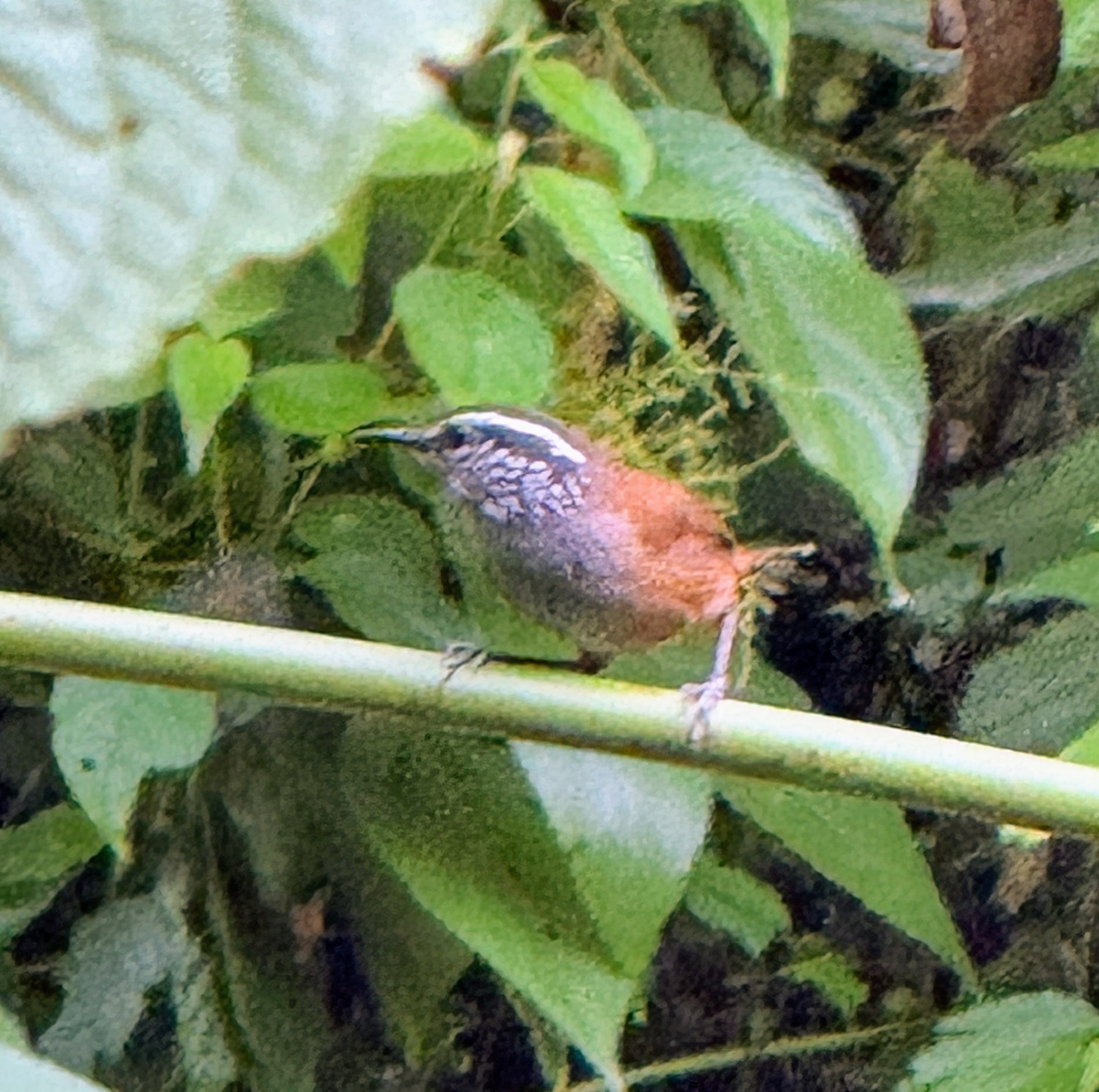 Grey-breasted Wood Wren (Henicorhina leucophrys), photo 3