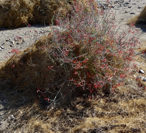 iNaturalist observation photo of chuparosa