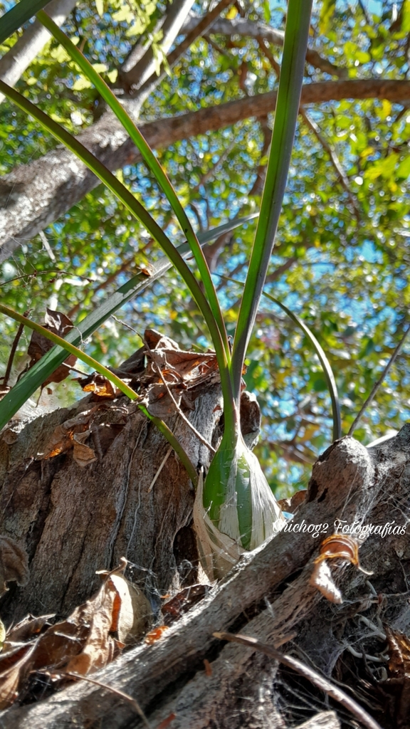 Encyclia enriquearcilae Carnevali & Cetzal