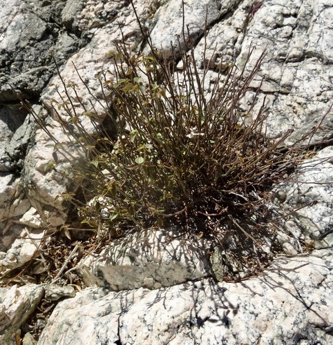 iNaturalist observation photo of California ayenia