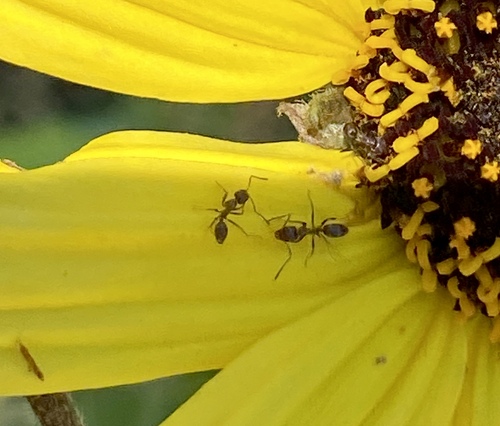 iNaturalist observation photo of Argentine Ant