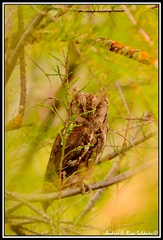 Otus scops