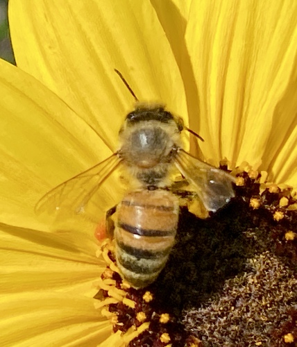 iNaturalist observation photo of Western Honey Bee