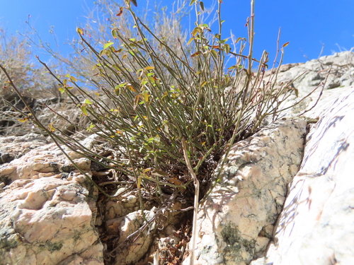 iNaturalist observation photo of California ayenia