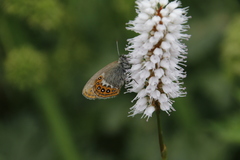 Coenonympha hero