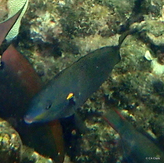 Stethojulis balteata